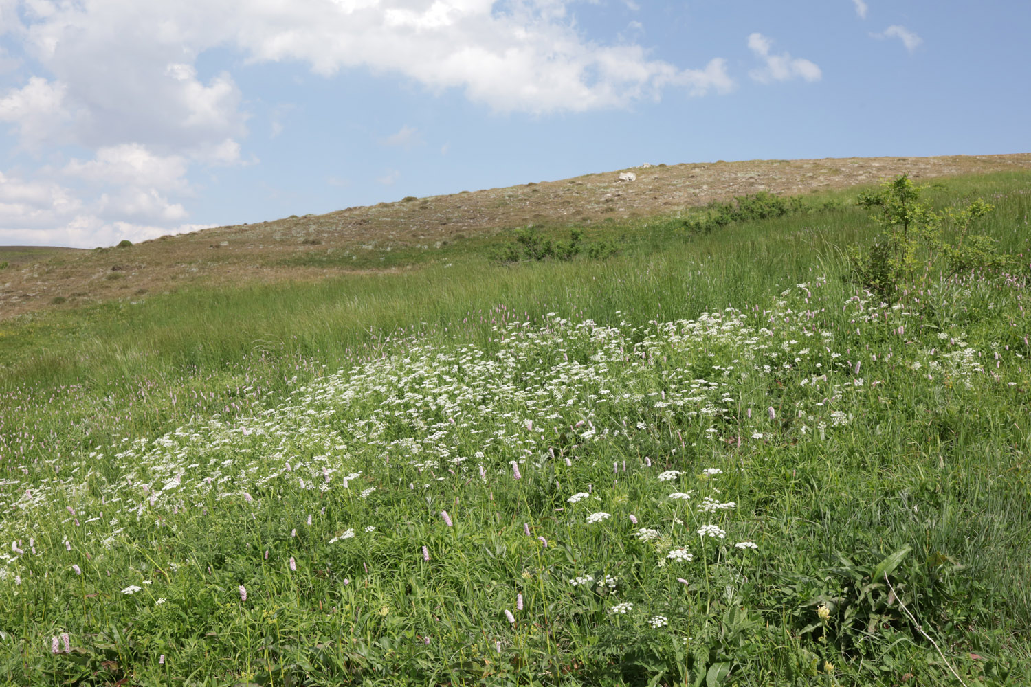 Долгоруковская яйла, image of landscape/habitat.