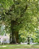 Турне (Tournai), image of landscape/habitat.