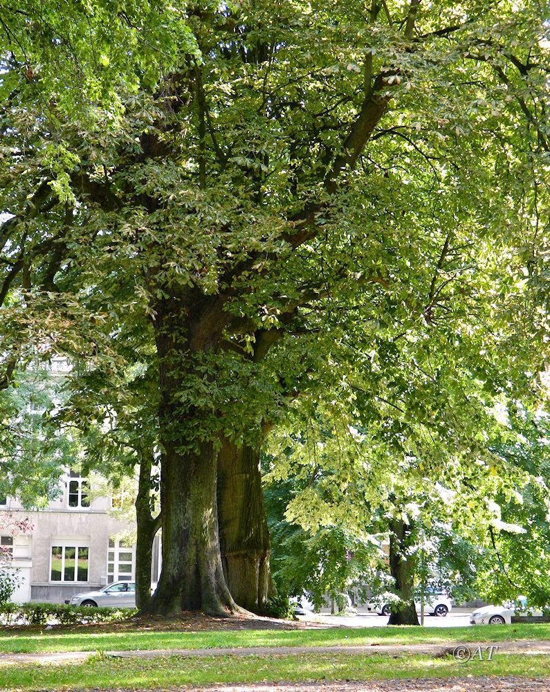 Турне (Tournai), image of landscape/habitat.