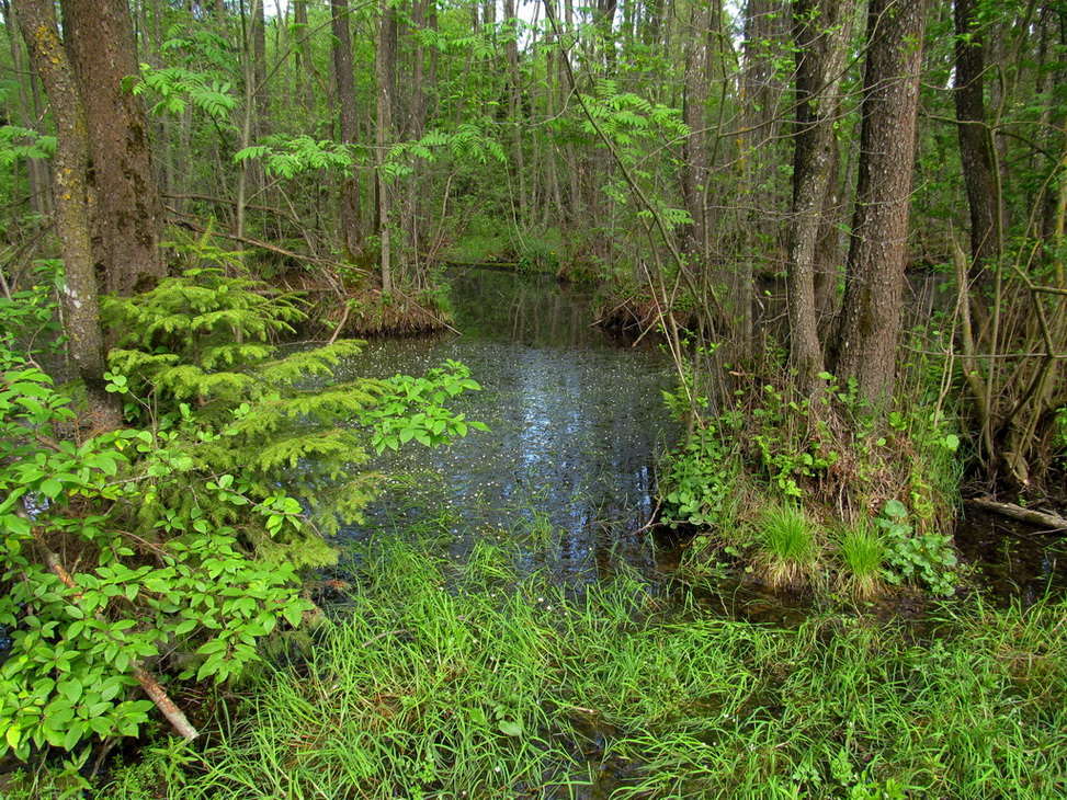 Попковицкий Лес, image of landscape/habitat.