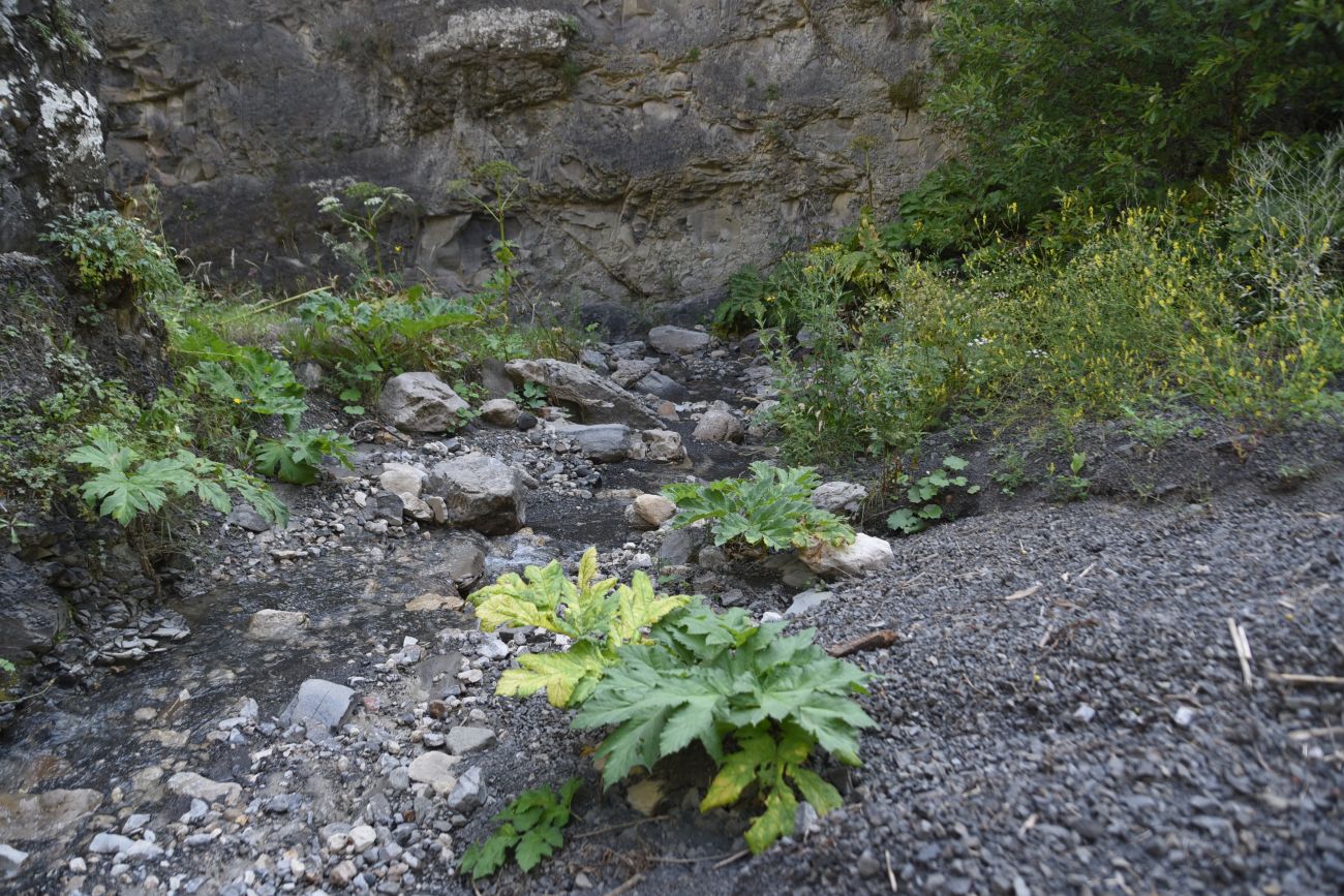 Выше водопада Цеси, image of landscape/habitat.