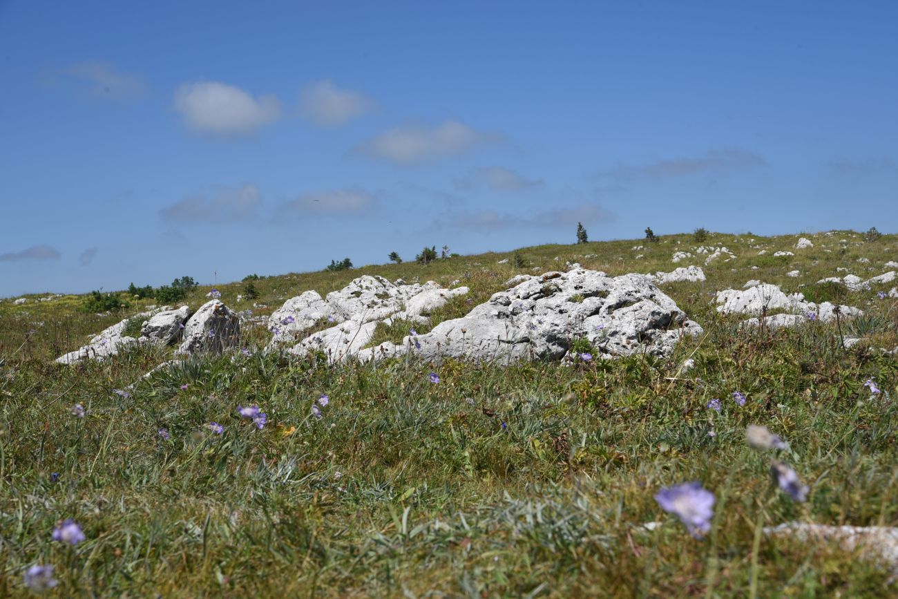 Окрестности горы Нагай-Кош, image of landscape/habitat.