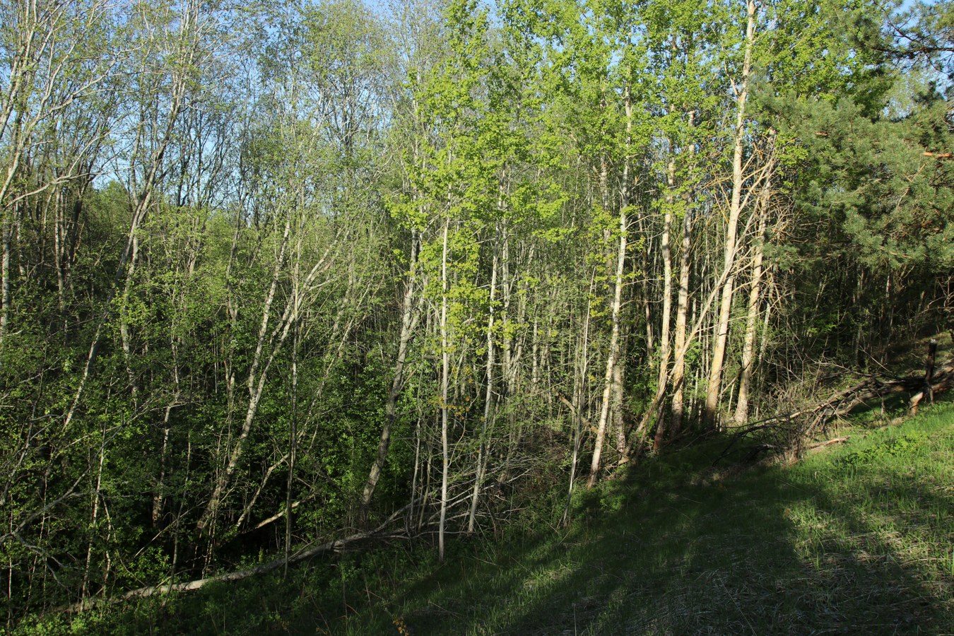 Окрестности Худоярово, image of landscape/habitat.