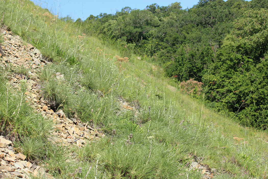 Заповедник "Утриш", image of landscape/habitat.