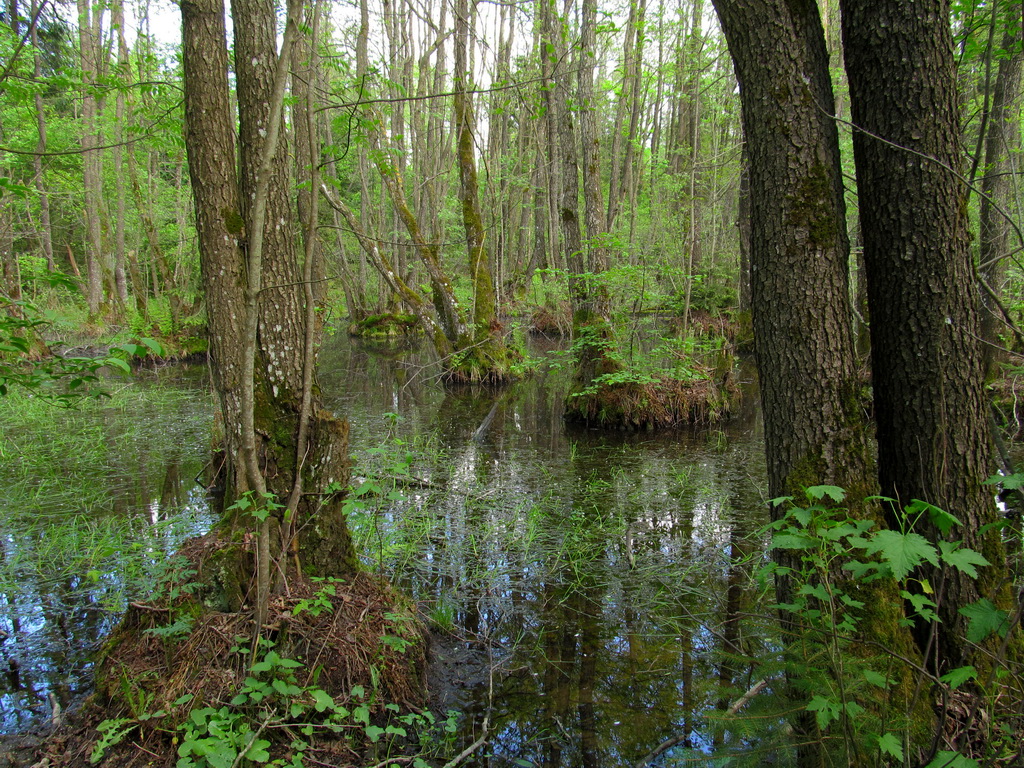 Попковицкий Лес, image of landscape/habitat.