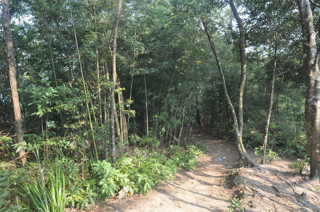 Парк "Shiwan Dashan", image of landscape/habitat.