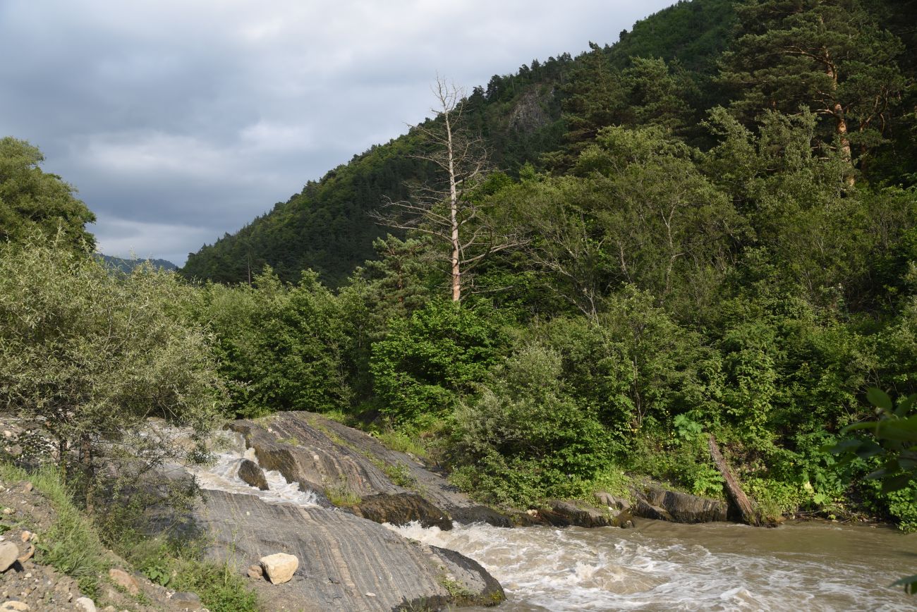 Нижнее течение реки Гулойхи, image of landscape/habitat.