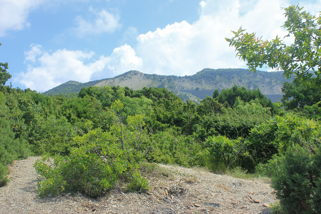 Заповедник "Утриш", image of landscape/habitat.