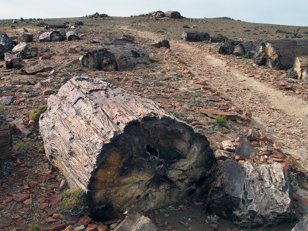 Окаменевший лес в Патагонии, image of landscape/habitat.