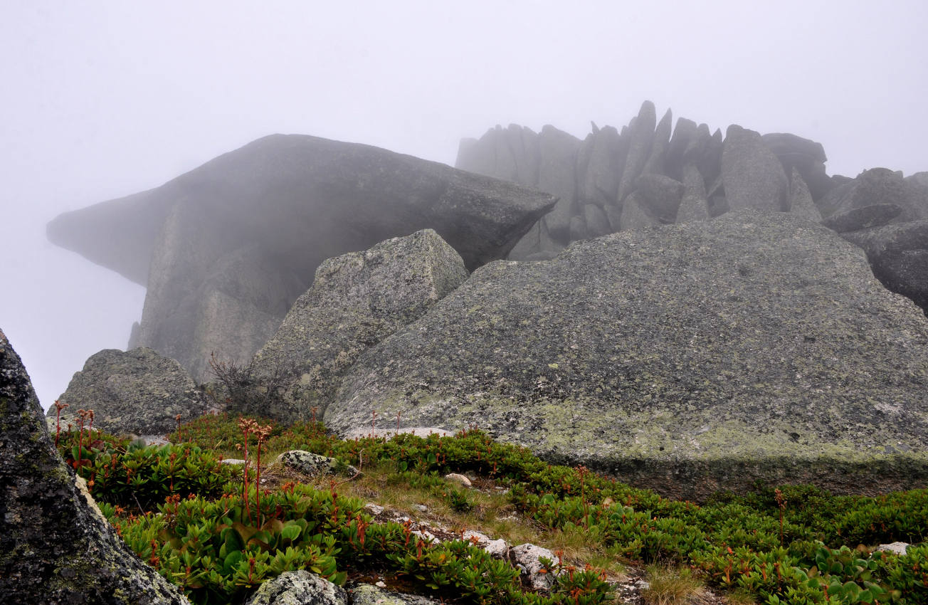 Гора Птица, image of landscape/habitat.