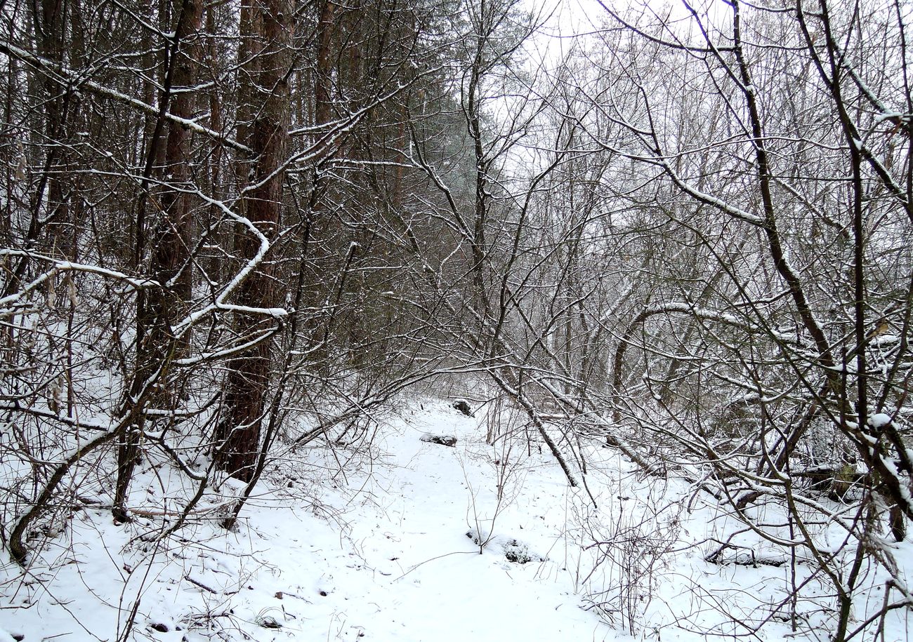 Лесопарк Пышки, image of landscape/habitat.