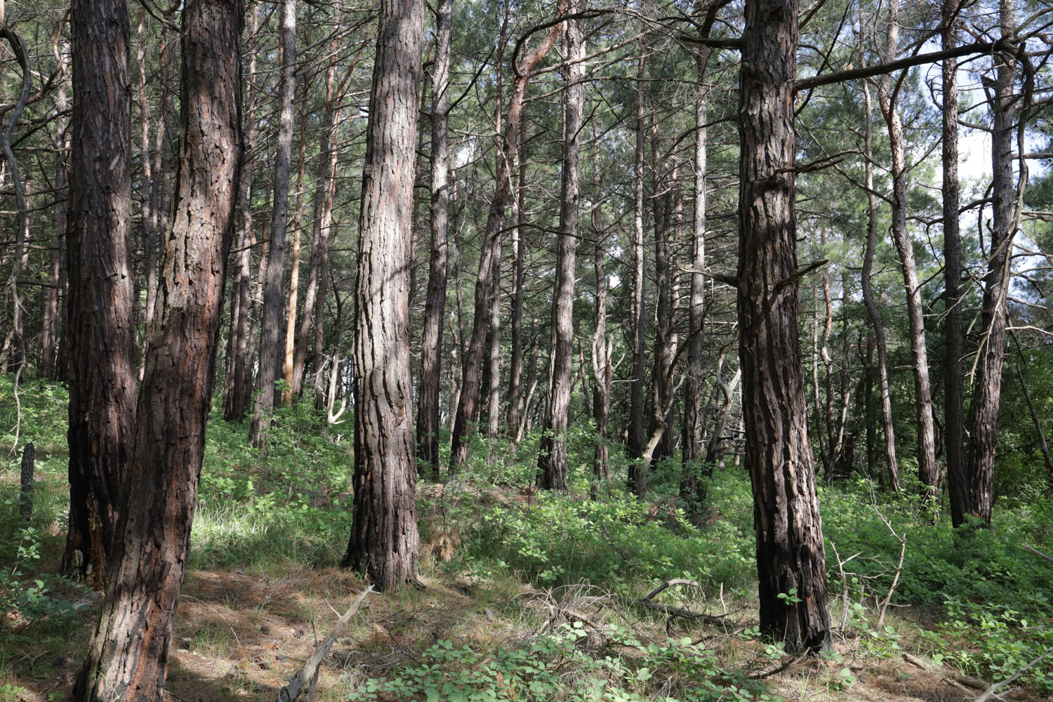 Окрестности Геленджика, image of landscape/habitat.