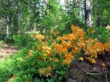 Арборетум Мустила, image of landscape/habitat.