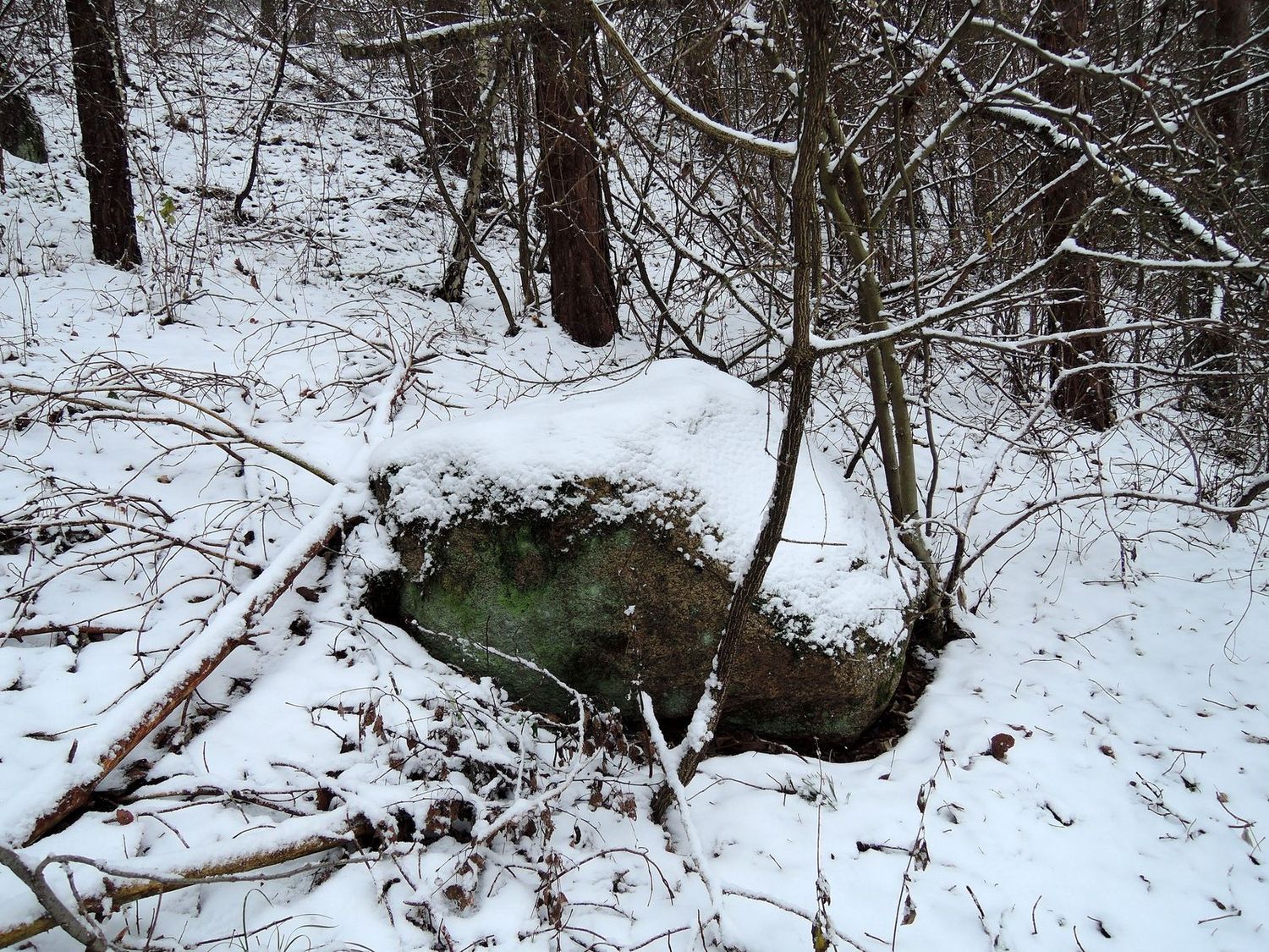 Лесопарк Пышки, image of landscape/habitat.