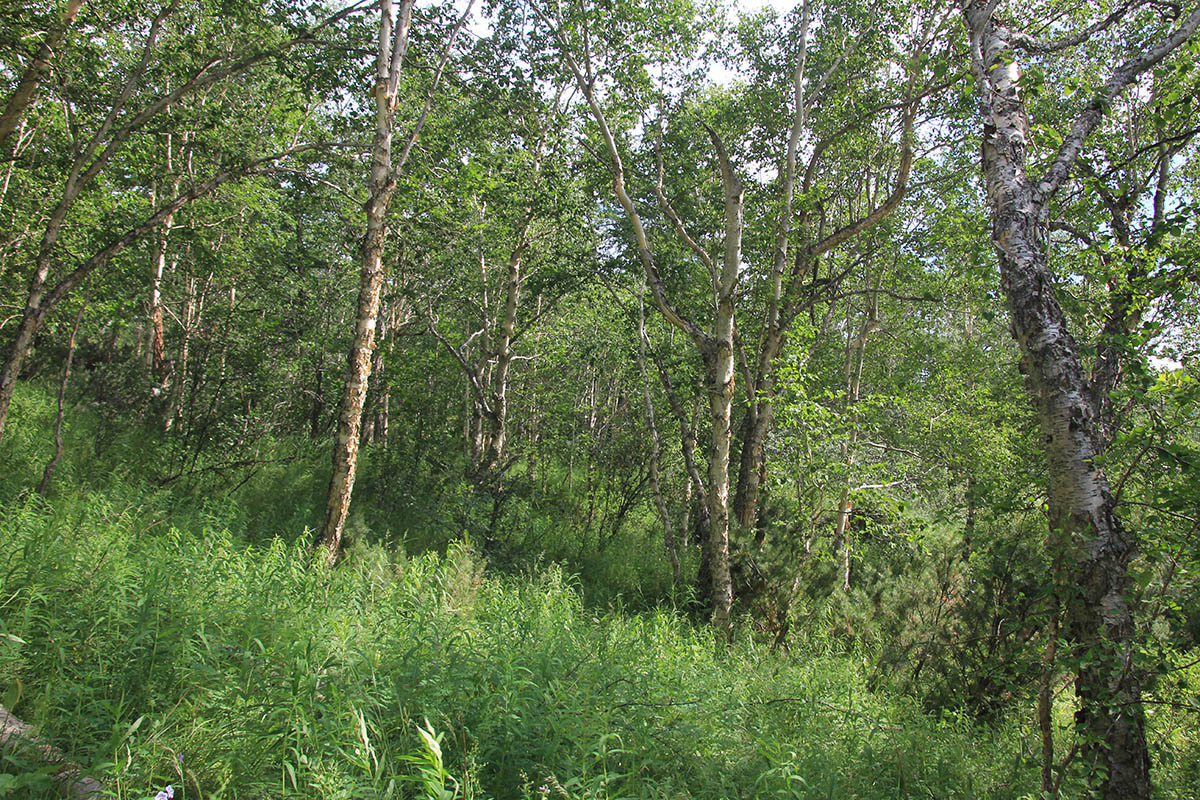 Ручей Тупикин ключ, image of landscape/habitat.