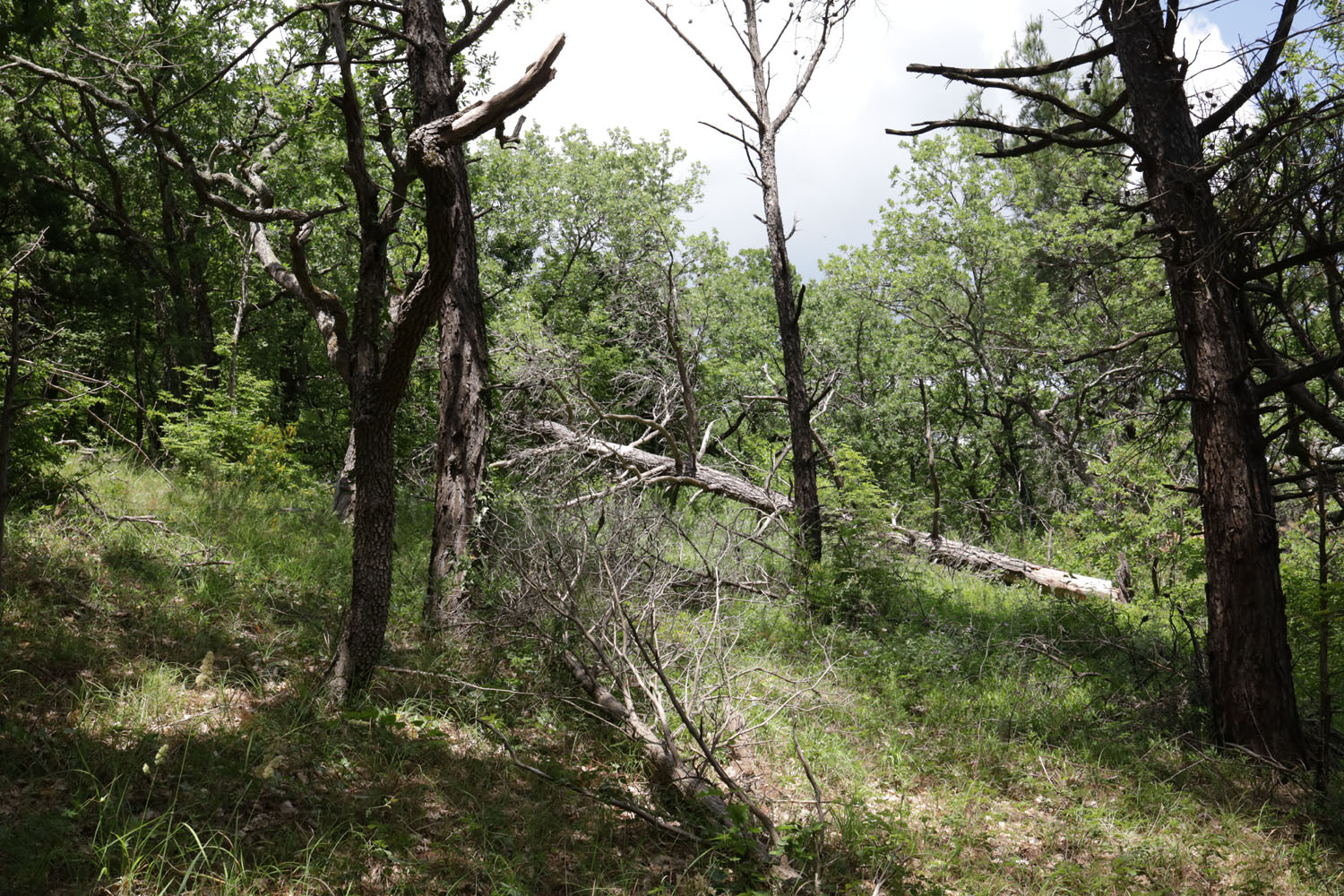 Джанхот, image of landscape/habitat.