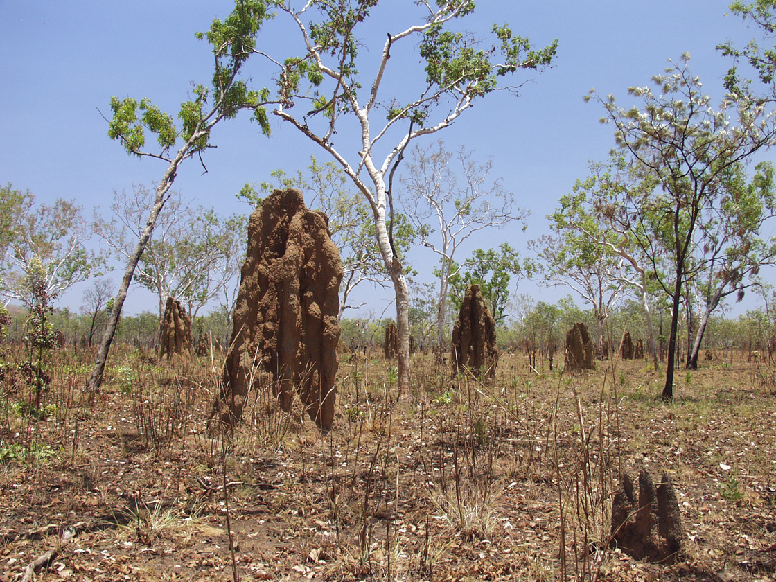 Kakadu, image of landscape/habitat.