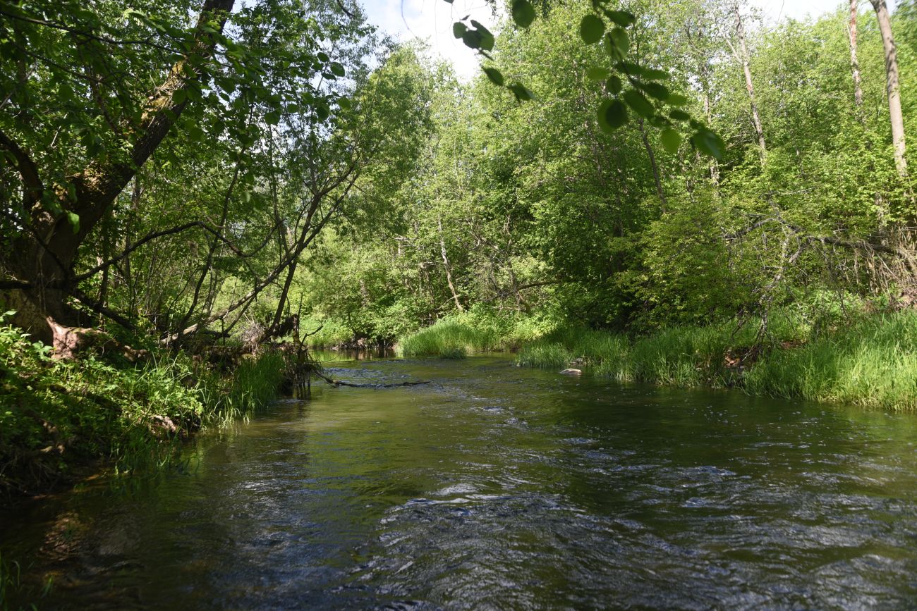 Окрестности деревни Семичёво, image of landscape/habitat.