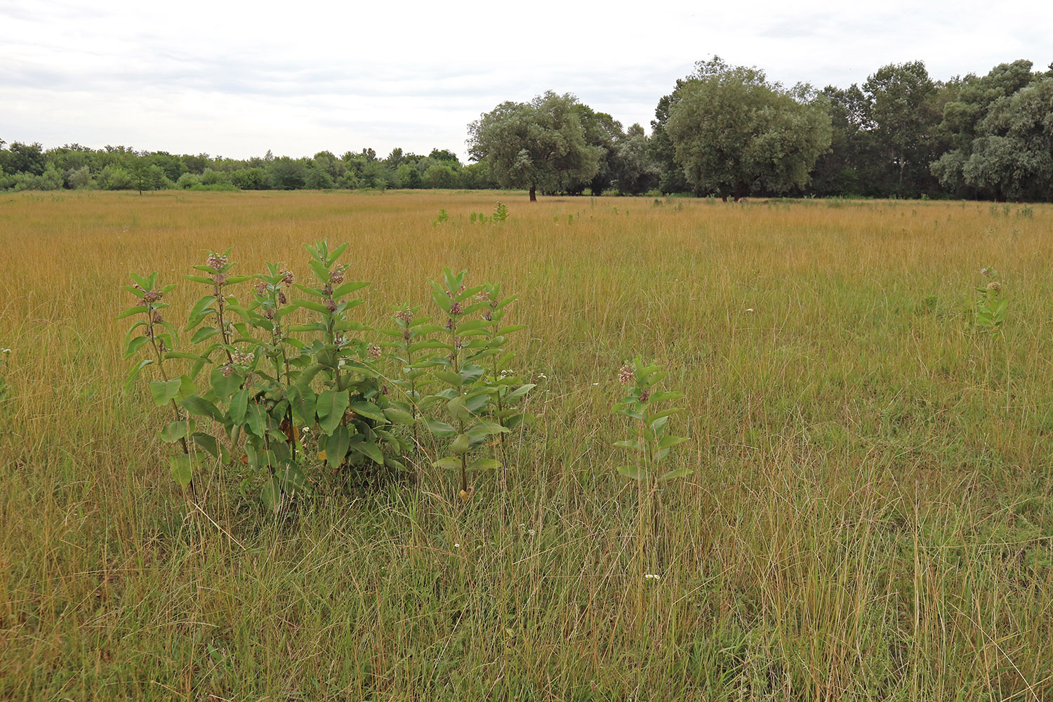 Луг в излучине реки Фарс, image of landscape/habitat.