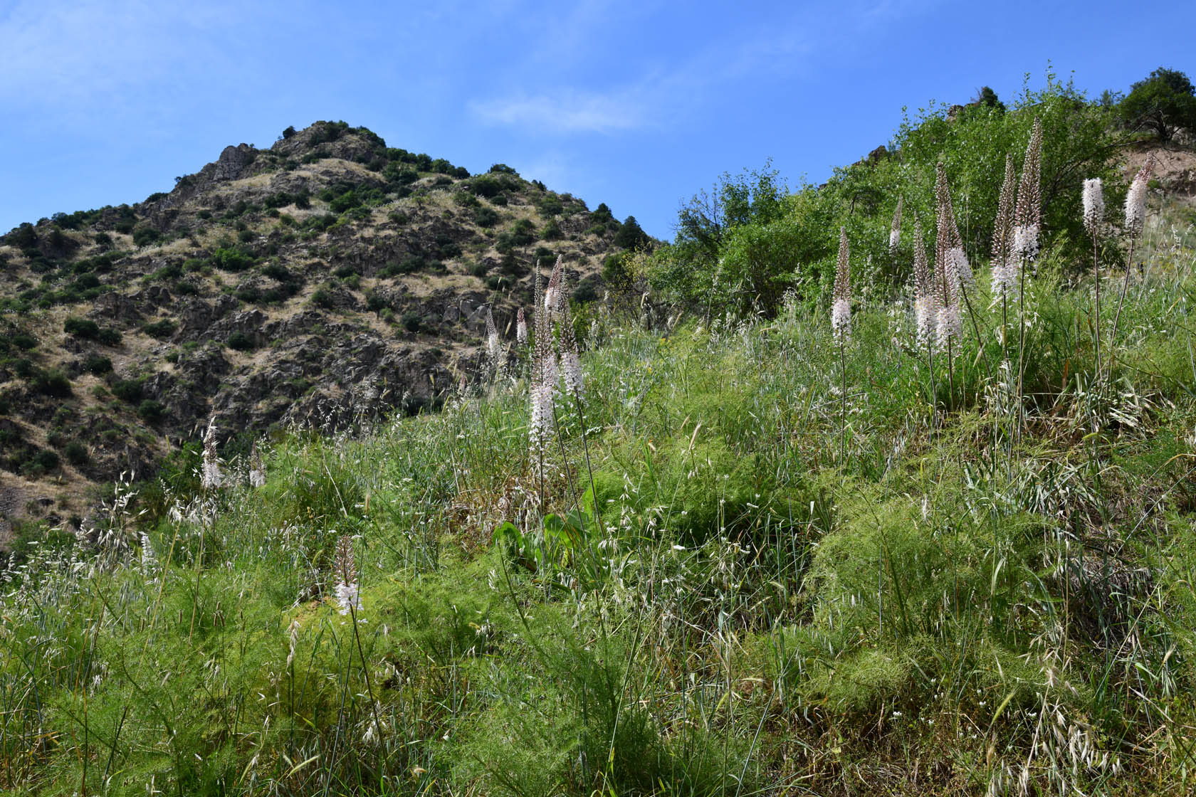 Кондара, image of landscape/habitat.