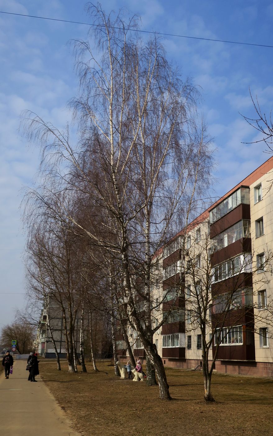 Электрогорск и его окрестности, image of landscape/habitat.