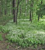 ГБС РАН, image of landscape/habitat.