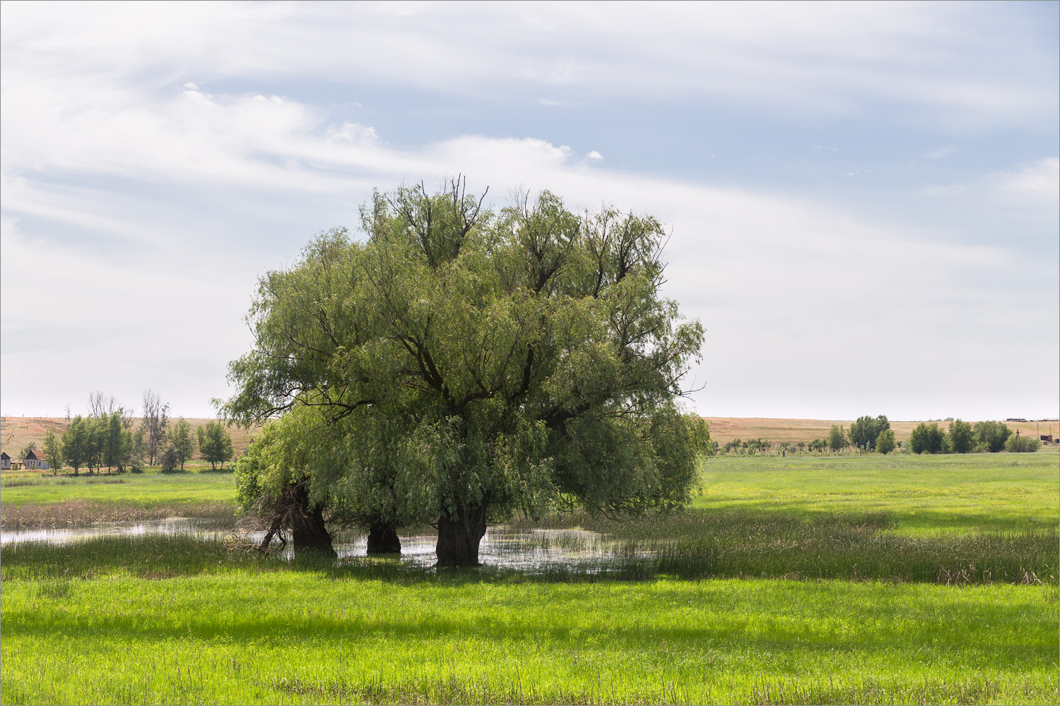 Солёное Займище, image of landscape/habitat.