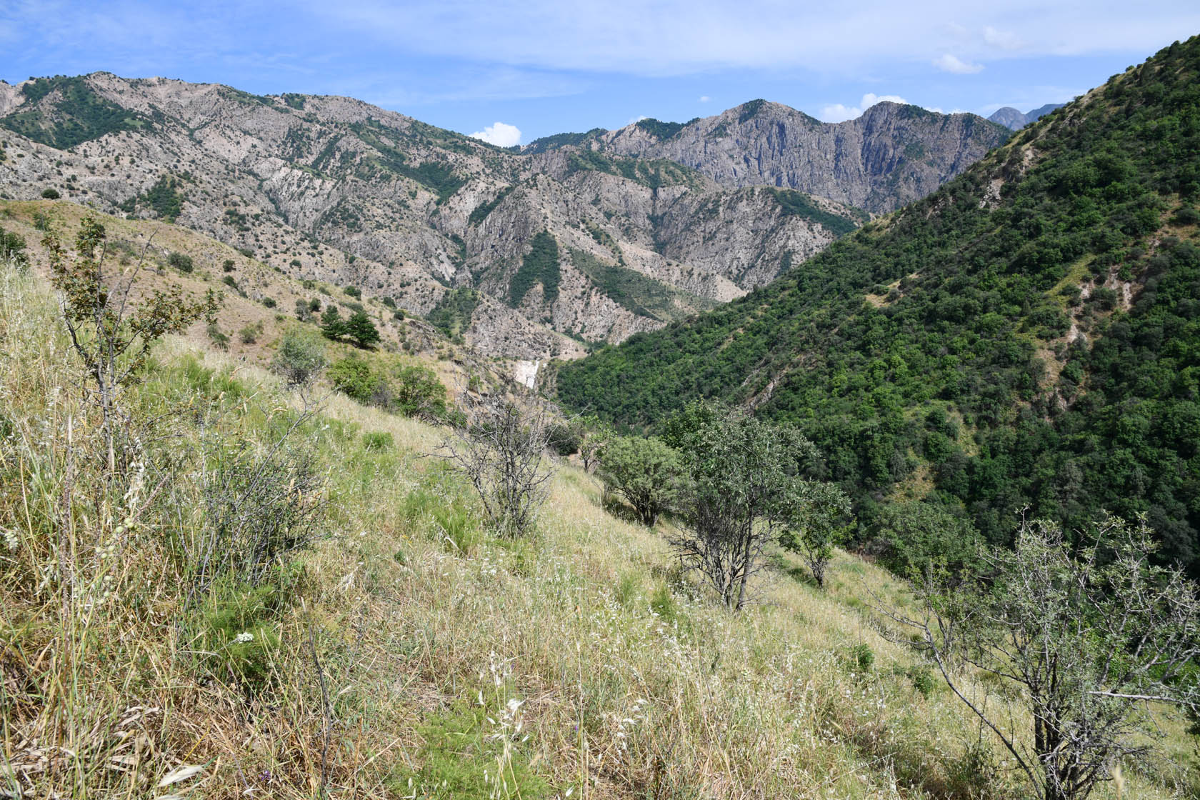 Кондара, image of landscape/habitat.