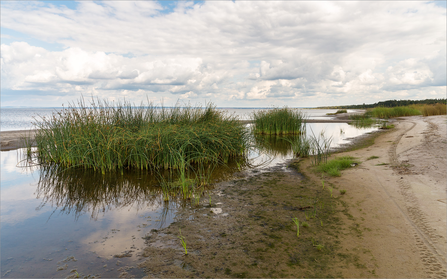 Окрестности деревни Выбье, image of landscape/habitat.