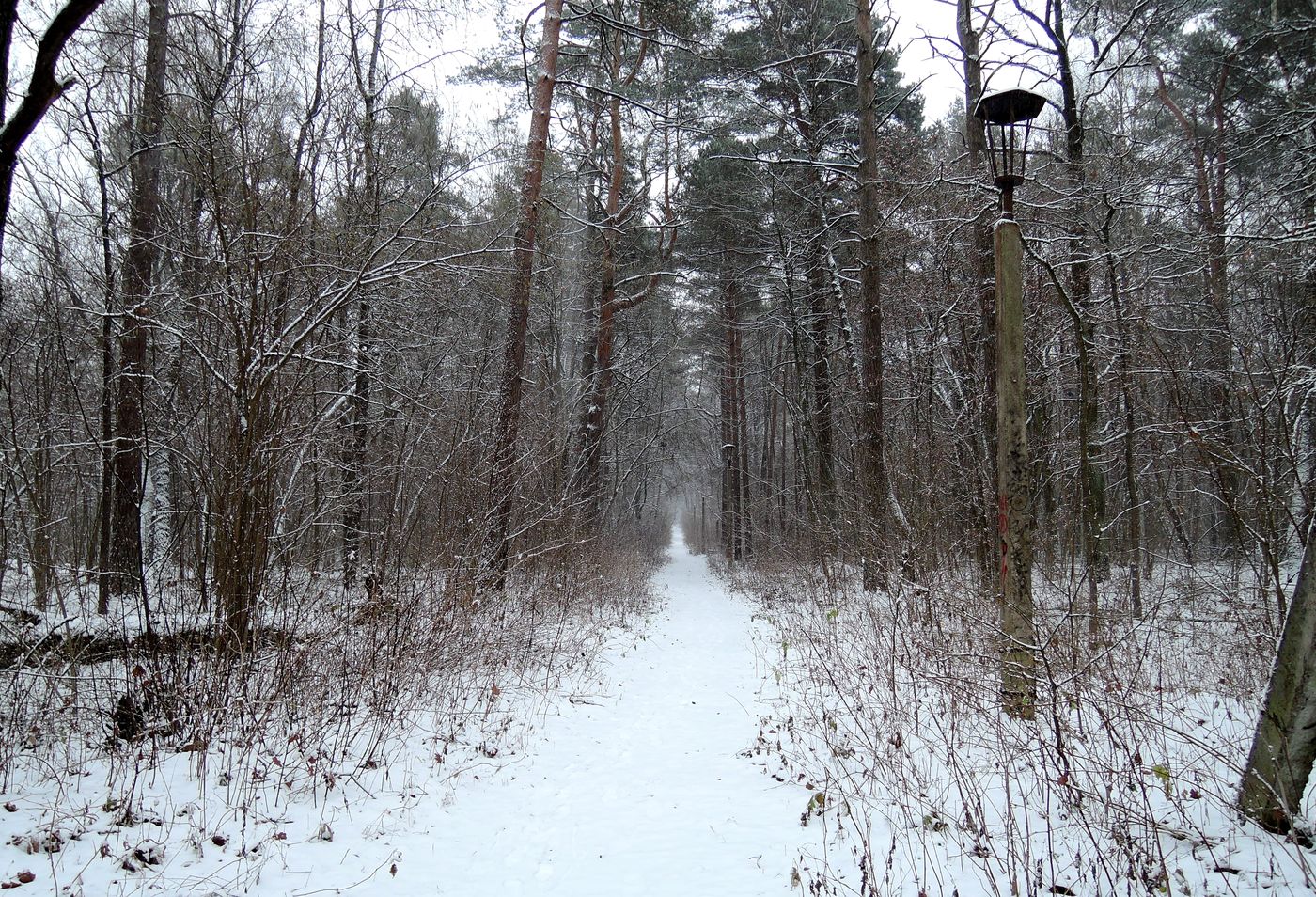 Лесопарк Пышки, image of landscape/habitat.