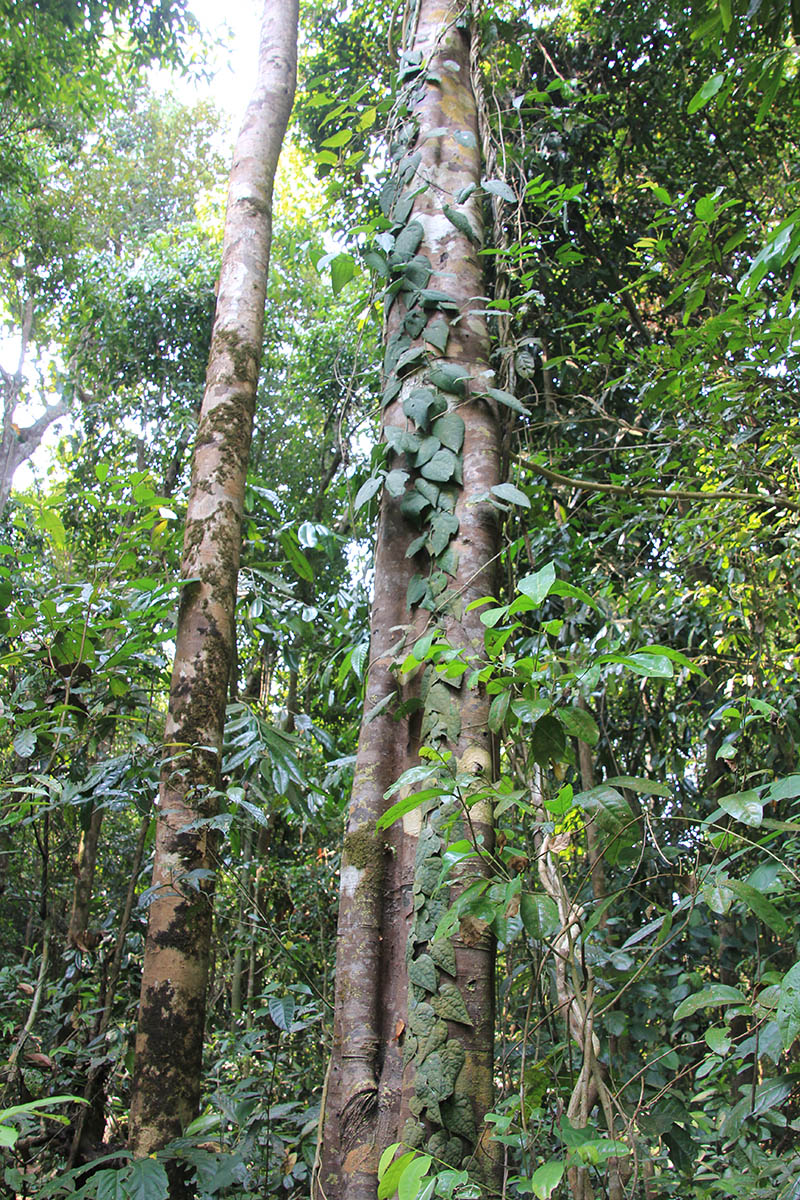 Кат Тьен, image of landscape/habitat.