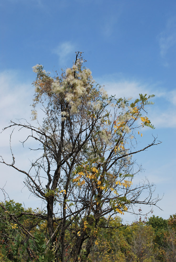 Поселок Улугбек, СЗЗ, image of landscape/habitat.