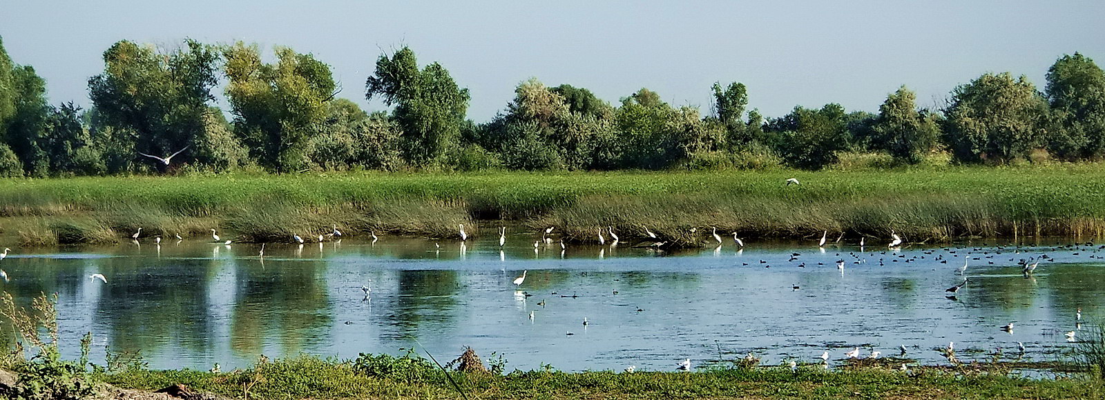 Дельта Дона, image of landscape/habitat.