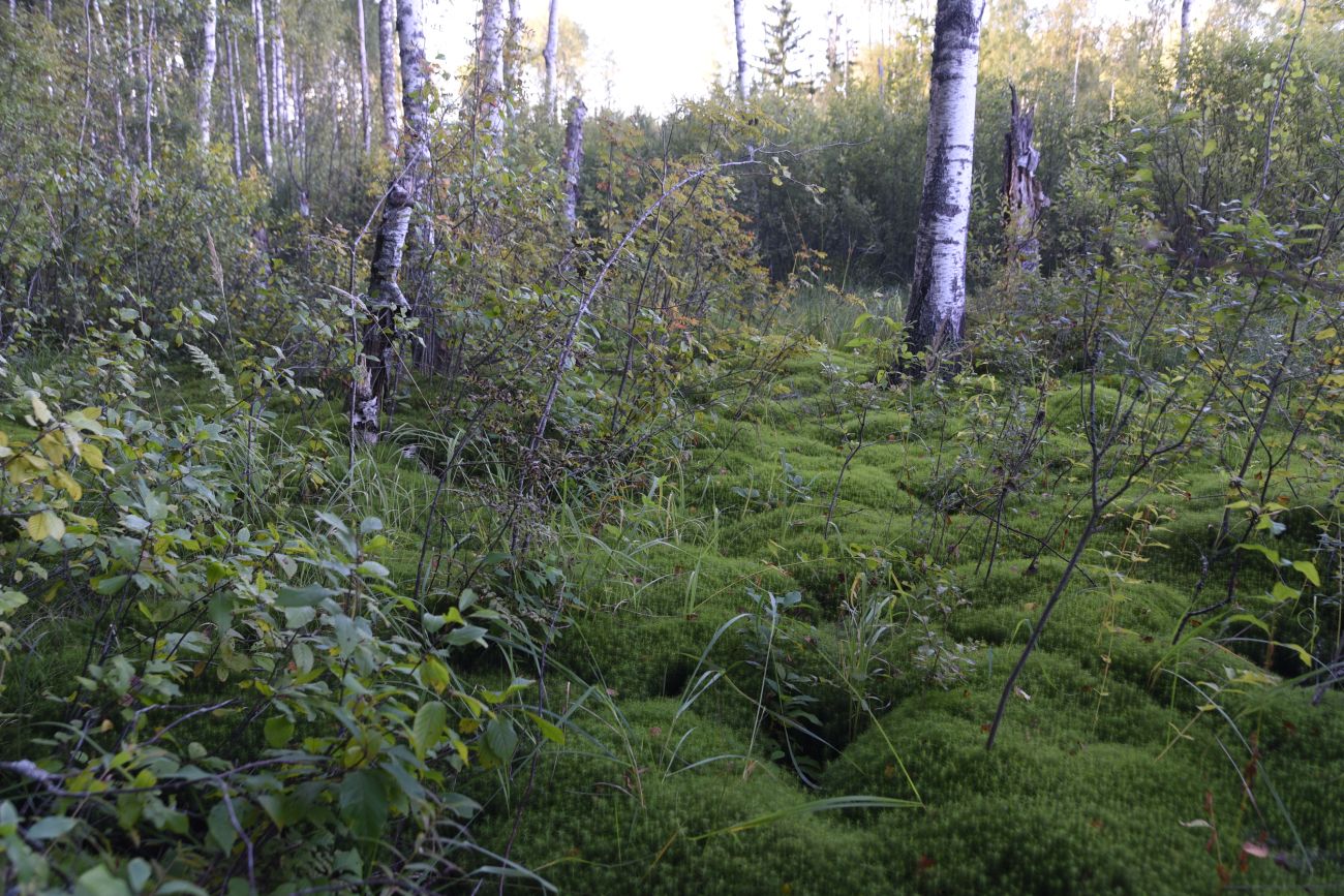 Большое Игнатовское болото, image of landscape/habitat.