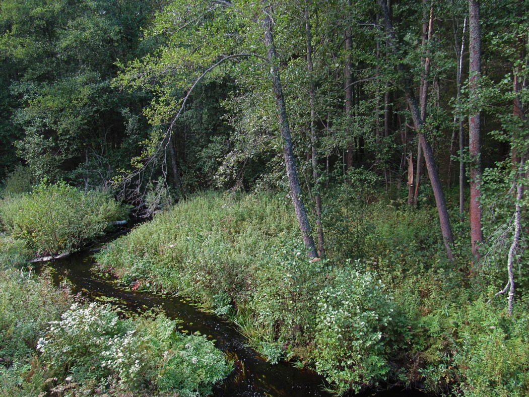 Пелецкий Мох, image of landscape/habitat.