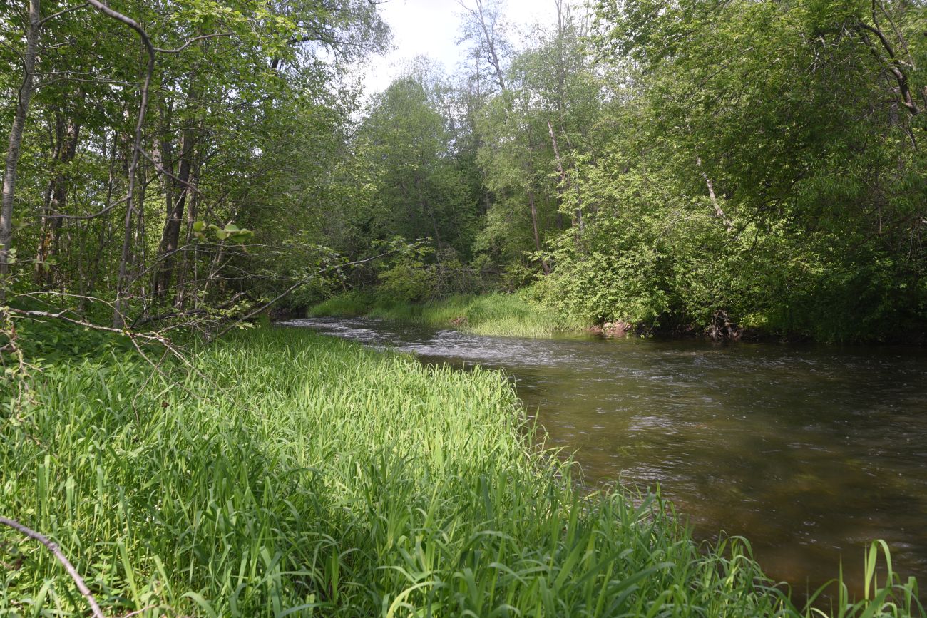 Окрестности деревни Семичёво, image of landscape/habitat.