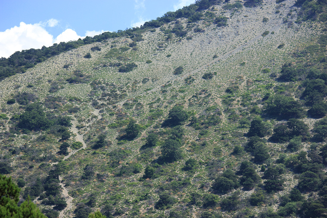 Заповедник "Утриш", image of landscape/habitat.