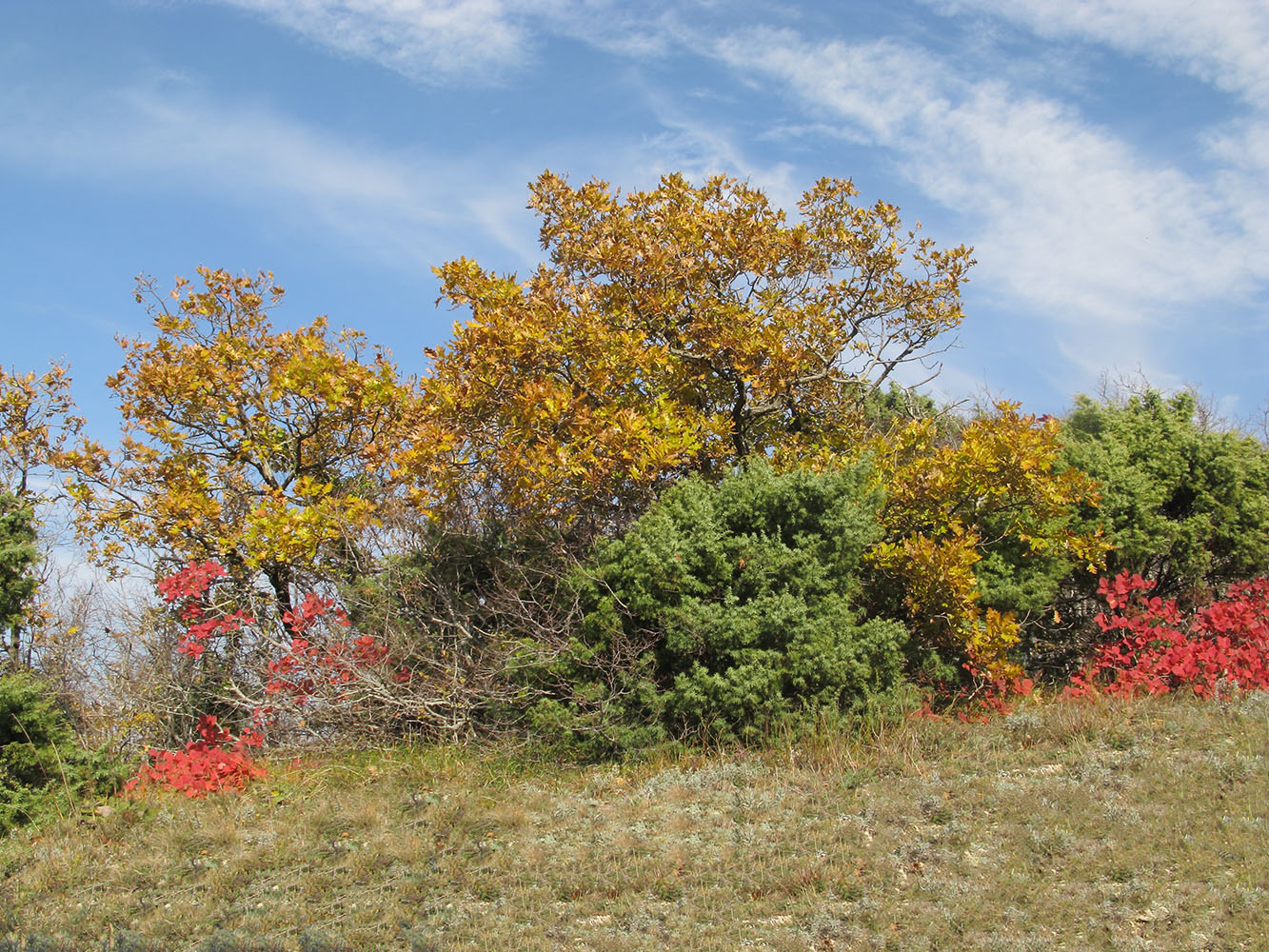 Приморские склоны у Варваровки, image of landscape/habitat.