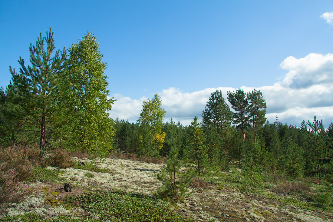 Лужские боры, image of landscape/habitat.