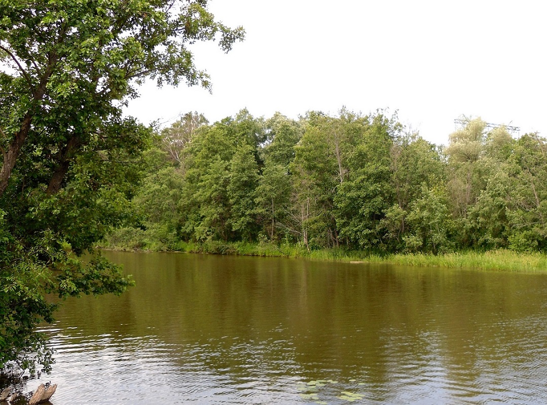 Река Киржач в нижнем течении, image of landscape/habitat.