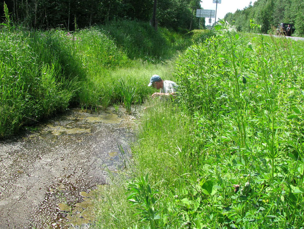 У дороги на Некоуз, image of landscape/habitat.