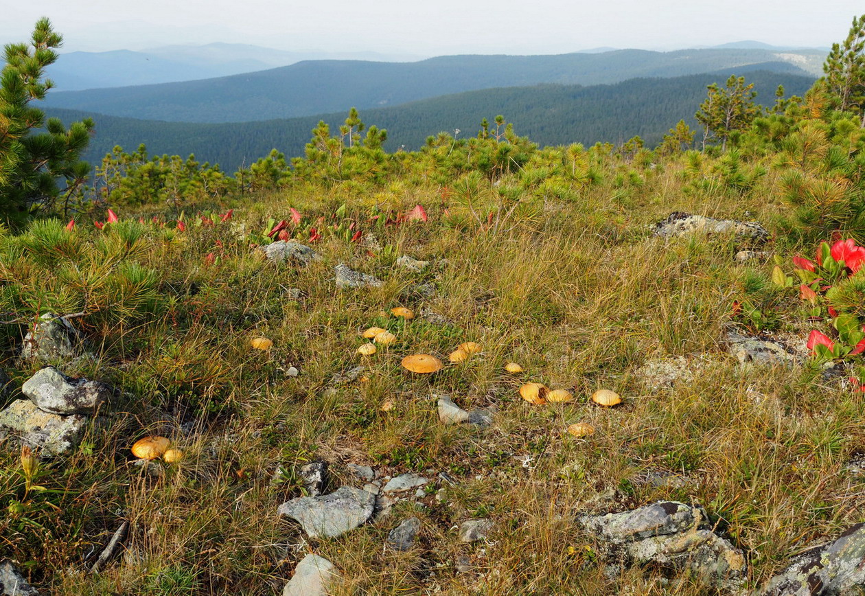 Верховья Амыла, image of landscape/habitat.