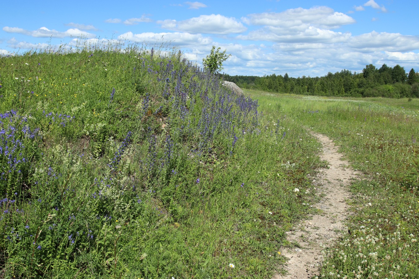 Кюрлевский карьер, image of landscape/habitat.