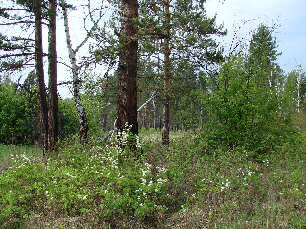 Поливаниха, image of landscape/habitat.