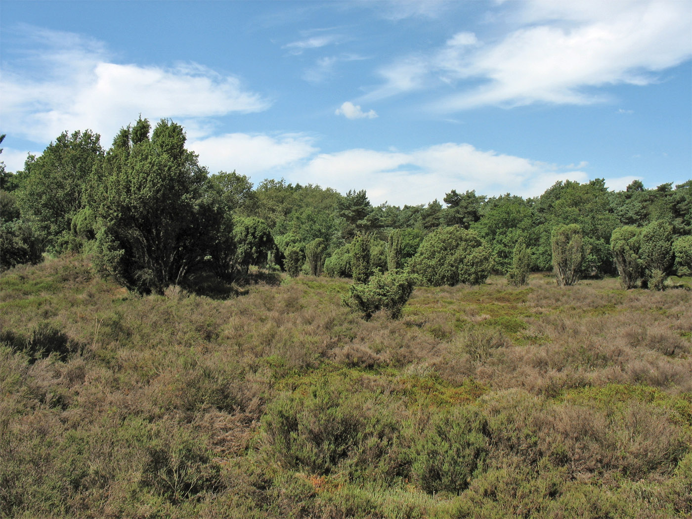 Dwingelderveld, изображение ландшафта.