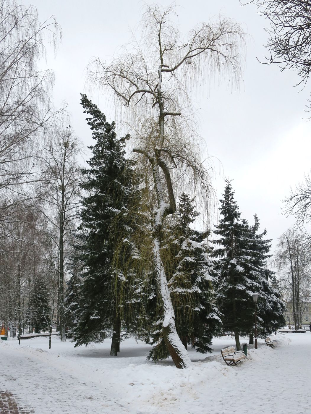 Парк Жилибера, image of landscape/habitat.