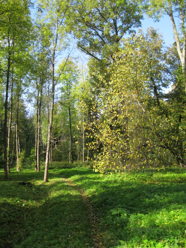 Город Пушкин, image of landscape/habitat.