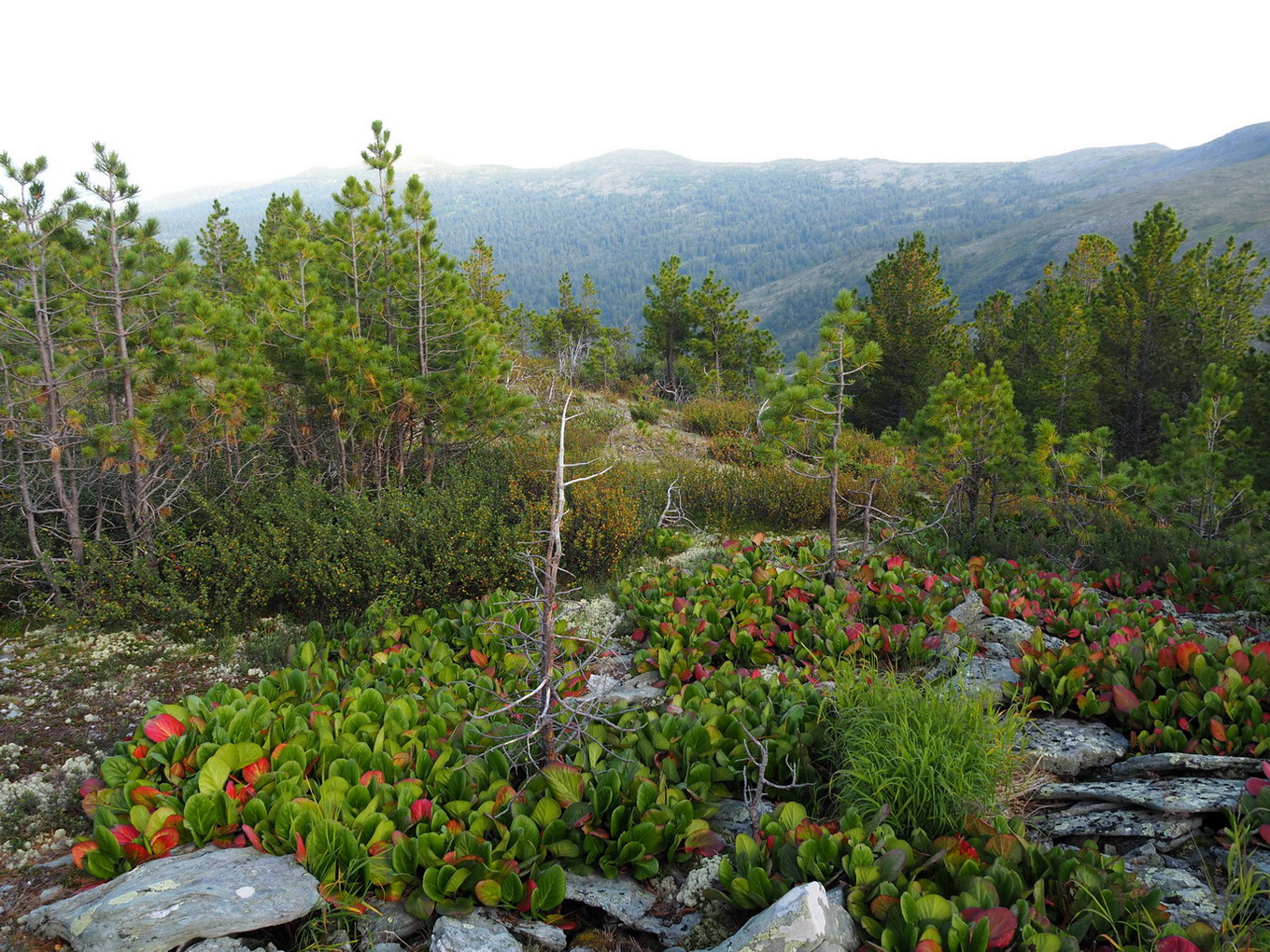 Верховья Амыла, image of landscape/habitat.