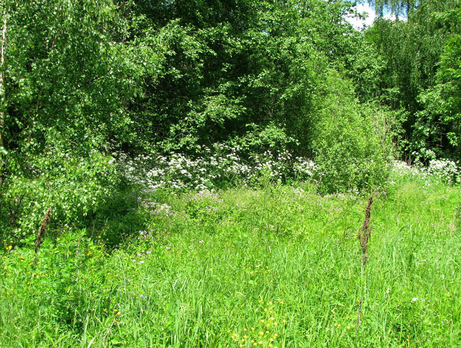 У дороги на Некоуз, image of landscape/habitat.