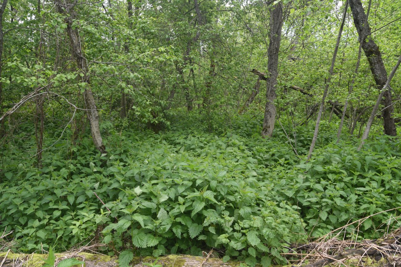 Окрестности деревни Семичёво, image of landscape/habitat.